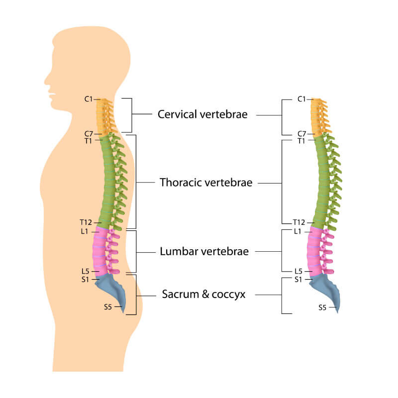 skeletal system