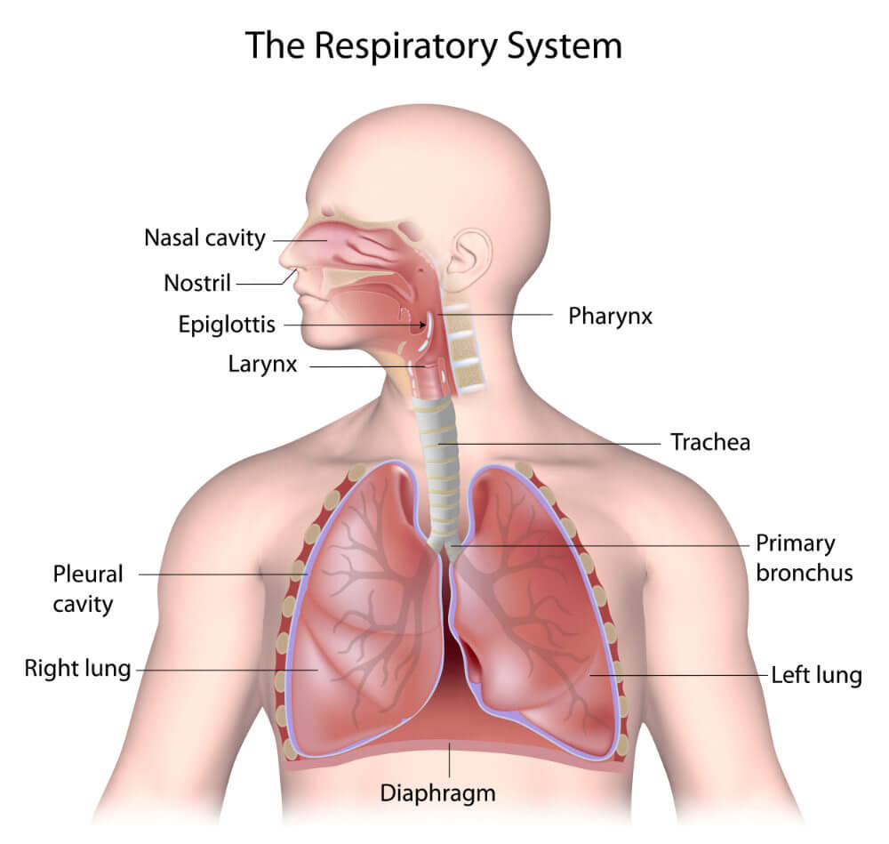 The respiratory system