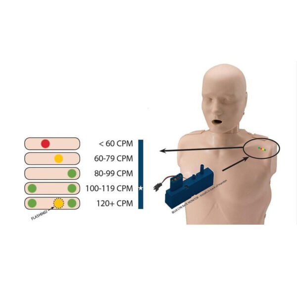 Prestan Adult Resuscitation Manikin - Image 4